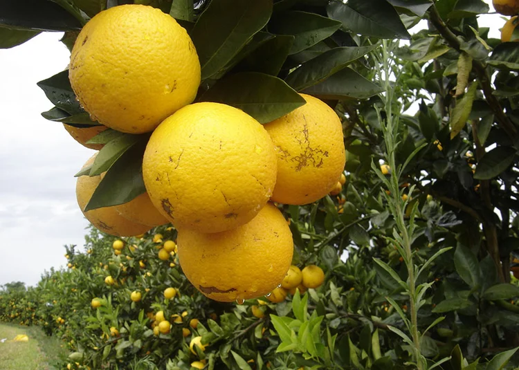 2026/27: safra de laranja deve encolher 13% com clima adverso e bienalidade