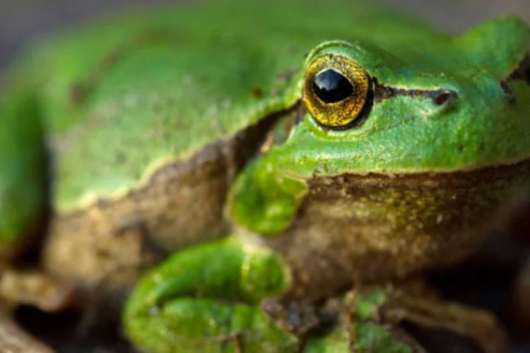 A estratégia inusitada que pode salvar anfíbios de doença mortal