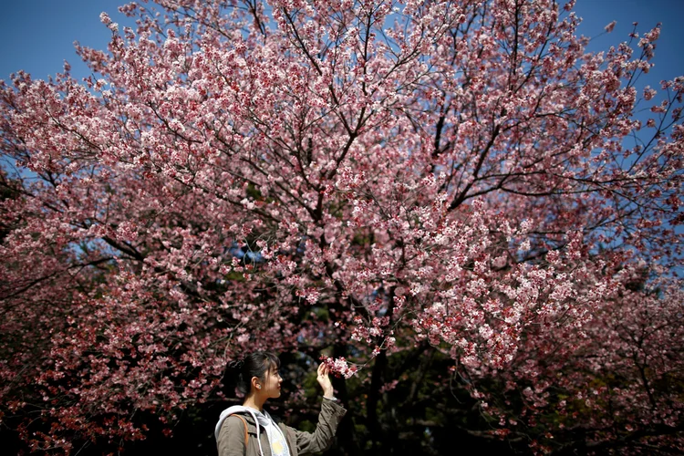 A nova aposta do Japão para não errar a florada das cerejeiras