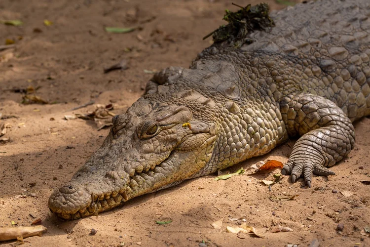 A origem dos crocodilos 'maratonistas' quer percorreram 3 mil km pelo Índico