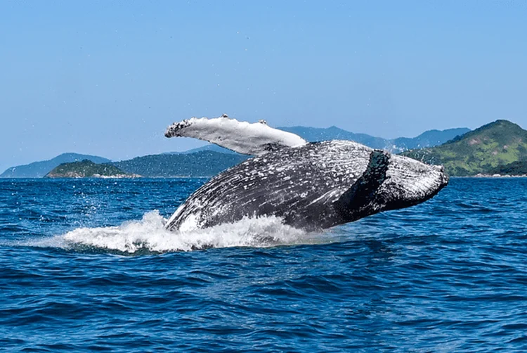 Aberta a temporada de baleias em Ilhabela