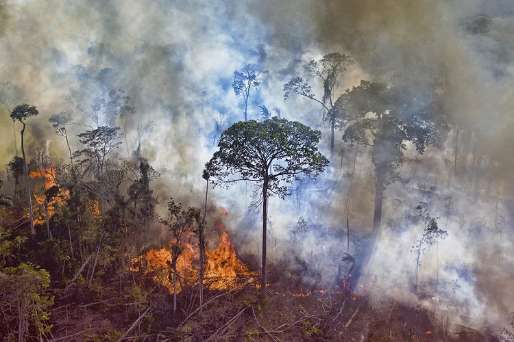Amazônia pode se tornar savana antes do previsto se desmatamento não acabar