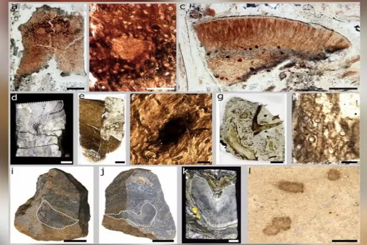Antes dos dinossauros: o fóssil gigante de 9 metros que não era planta
