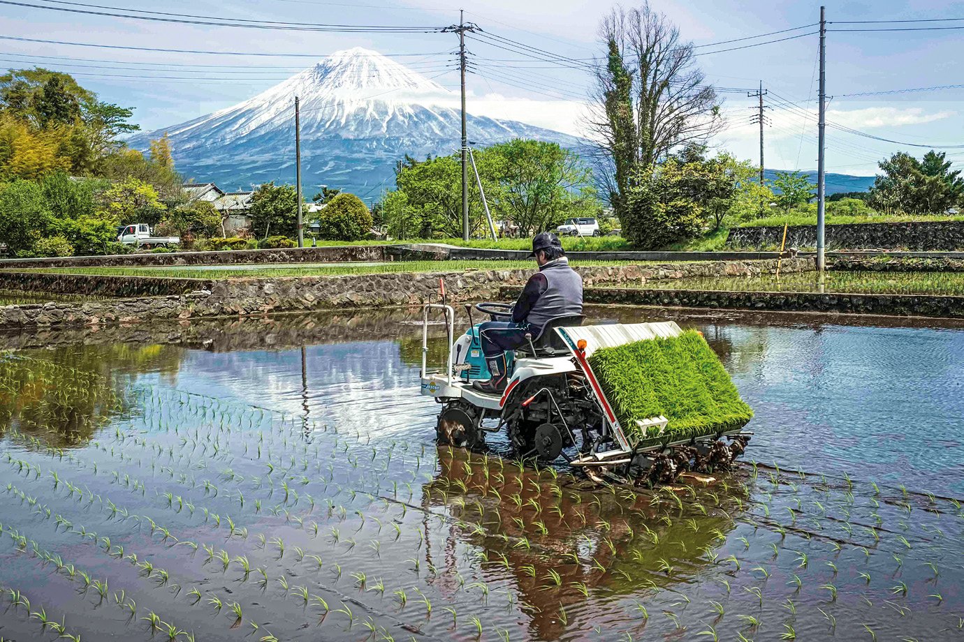 Após 9 mil anos, arroz pode se tornar extinto por ameaça global — e cientistas não têm soluções