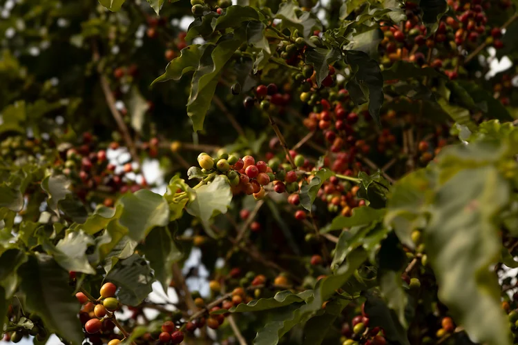 Após alta de preços, café deve recuperar margens em 2026, diz CEO da Illy