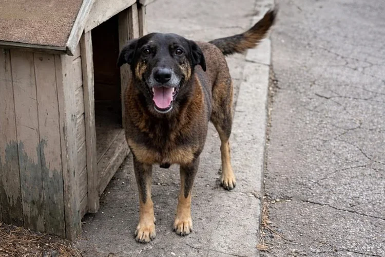 Após final do inquérito no caso Orelha, moradores da Brava querem retomar revitalização