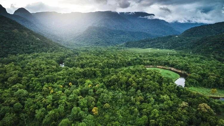 Aquecimento global empurra vegetação para o colapso, diz pesquisa