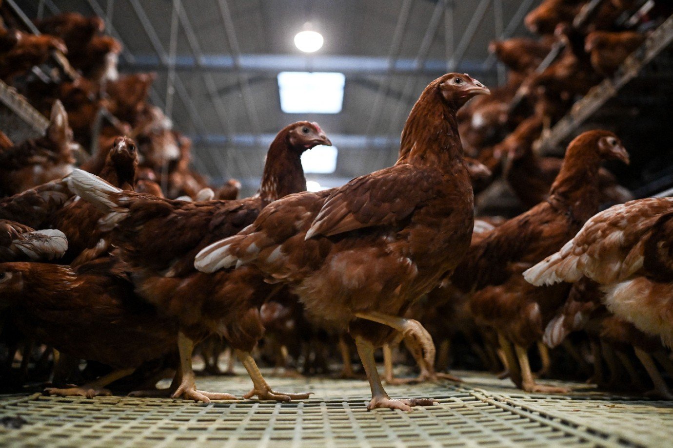 Argentina detecta surto de gripe aviária e suspende suas exportações de carnes de aves