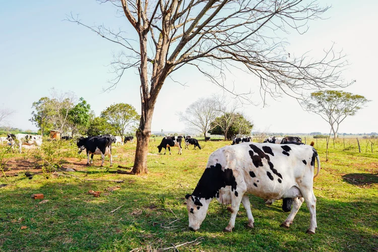 As cinco vacas que desafiaram o isolamento e a ciência por 130 anos