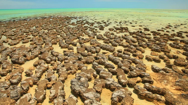 Asteroides destruíram dinossauros, mas podem ter ajudado a criar a vida na Terra