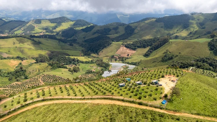 Azeite mineiro é eleito um dos 100 melhores do mundo