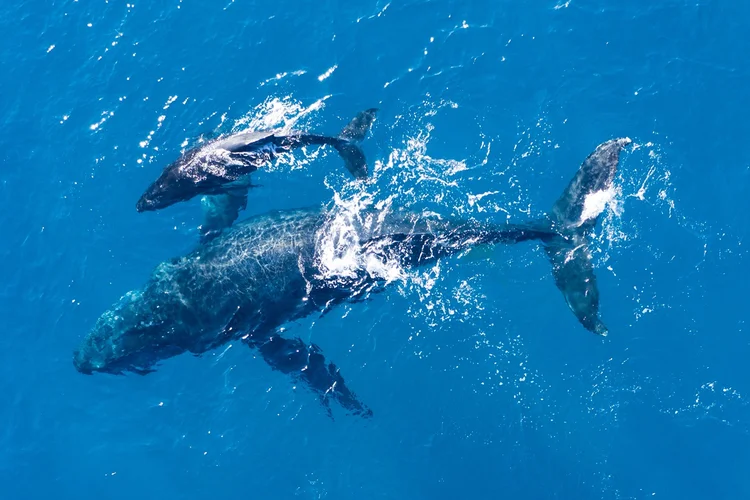 Baleia-jubarte quebra recorde ao cruzar oceanos entre Brasil e Austrália