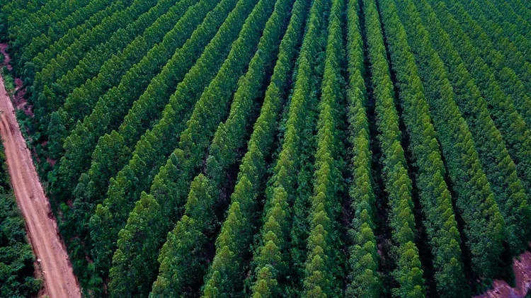 Brasil deve conceder 10 milhões de hectares de florestas, diz sócio do Radar PPP