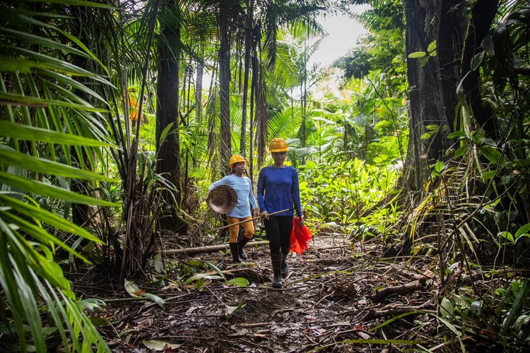 Brasil quer liderar a bioeconomia, mas biodiversidade ainda é prioridade para apenas 8% das empresas