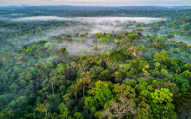 Brasil registra menor perda florestal desde 2002 e puxa queda global de 36%, aponta WRI