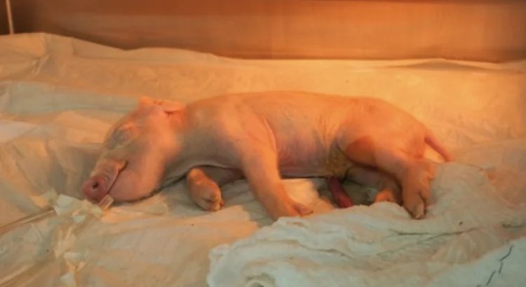 Brasil tem primeiro porco clonado da América Latina - e o objetivo é doar seus órgãos