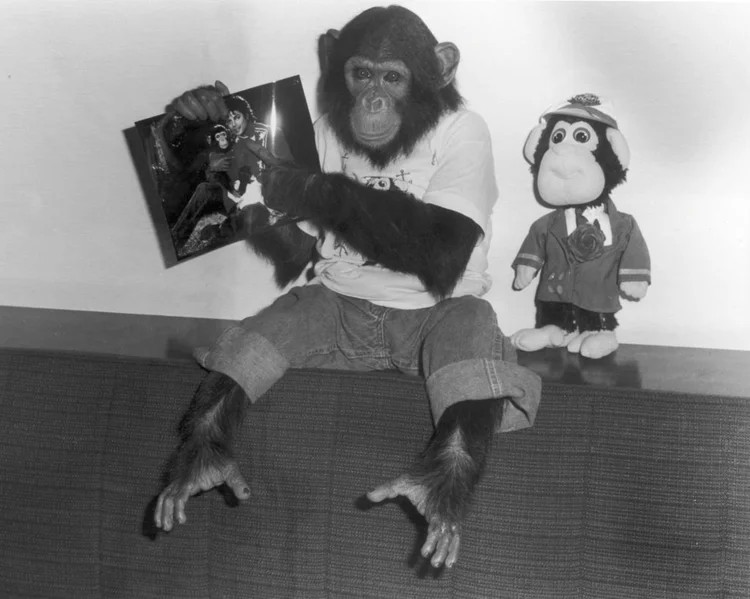 Bubbles: onde vive o chimpanzé de Michael Jackson hoje