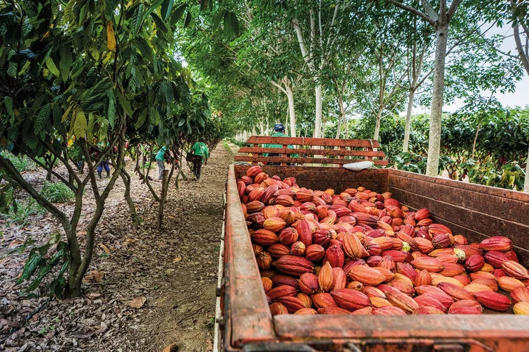Cacau entra em novo ciclo com superávit após atingir US$ 10 mil por tonelada