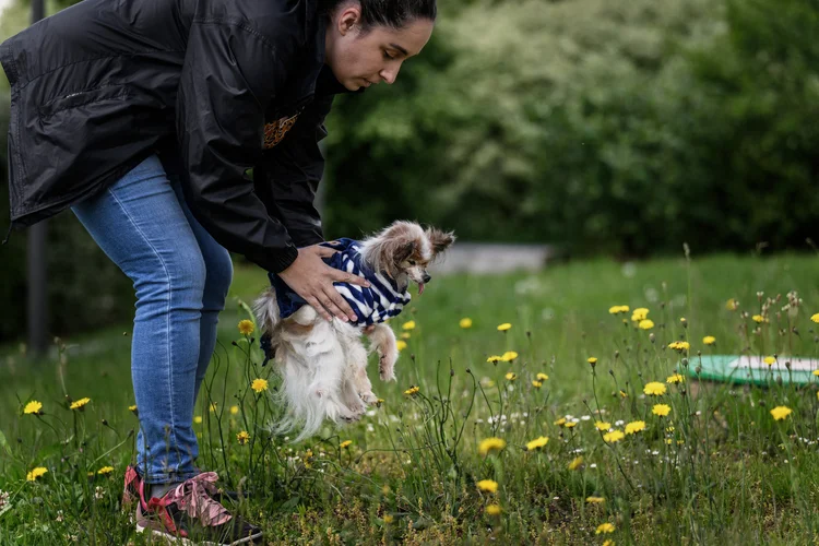 Cachorro 'mais velho do mundo' morre na França; veja a idade