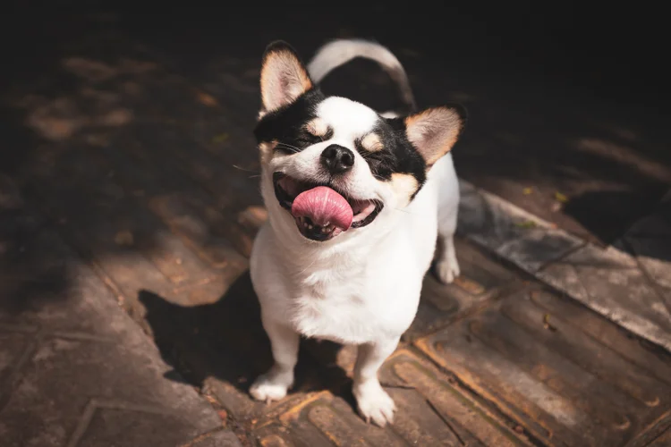 Cachorros sorriem de verdade? A ciência tem uma resposta incômoda