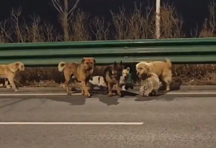 Cães sequestrados na China acharam o caminho de casa sozinhos? Não é bem assim