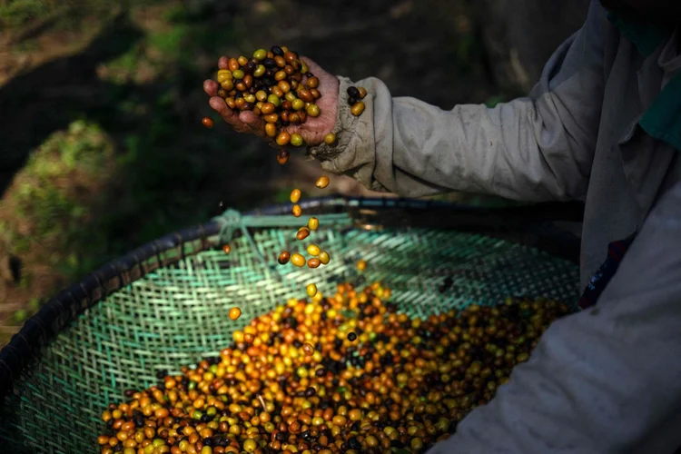 Café em risco? Mudança climática afeta 97% da produção mundial e pressiona preços