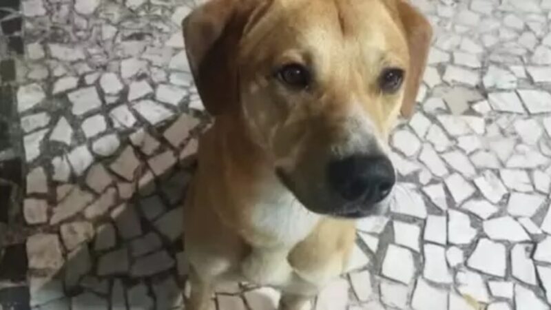 Câmeras flagram adolescentes tentando arremessar Caramelo em condomínio