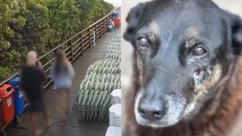 Caso Orelha: Vídeo mostra suspeito da morte voltando na cena do crime