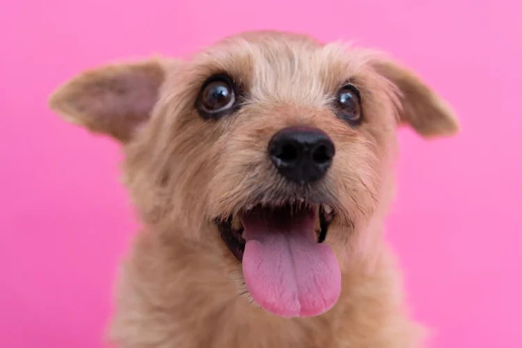 Cérebro dos cães levou milênios para se adaptar à vida com humanos