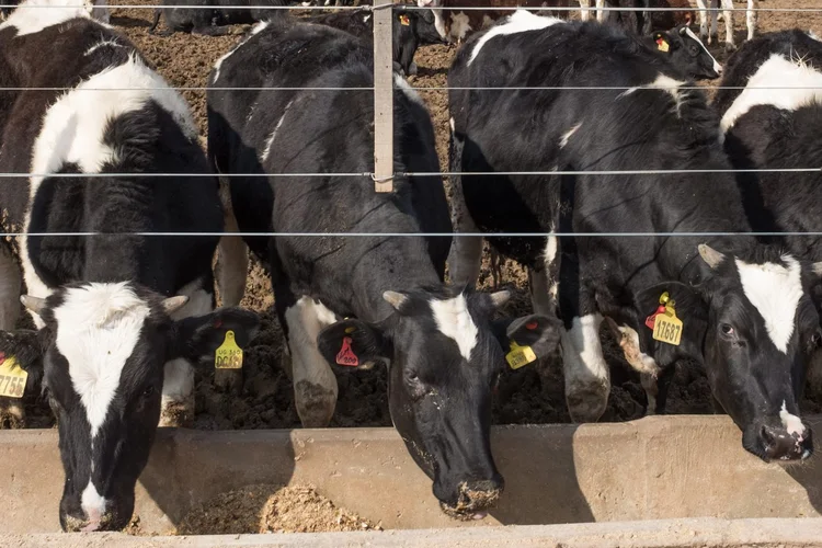 China confirma surto de febre aftosa com 219 bovinos infectados