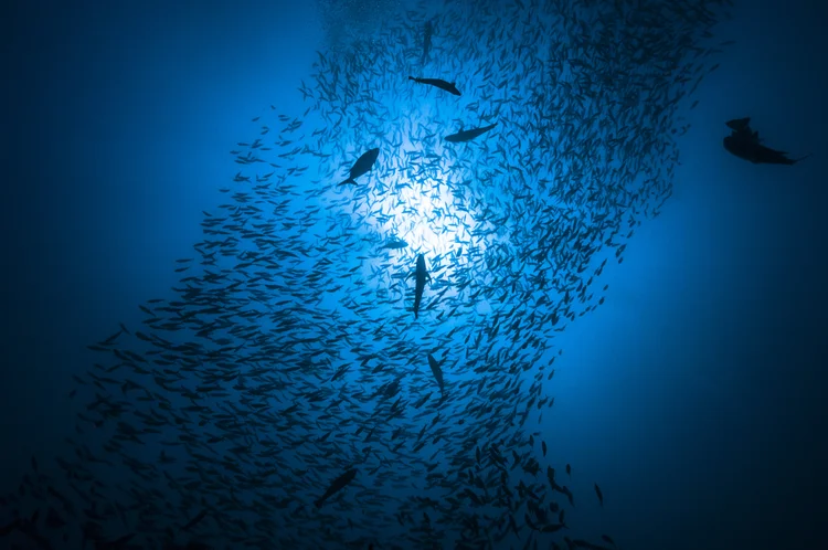 China inicia produção de peixes em plataforma no oceano