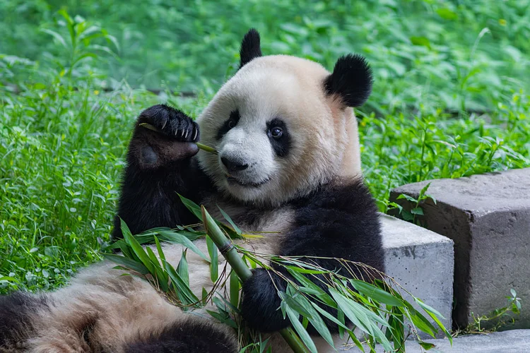 China protege mais de 80% das espécies; pandas, leopardos e tigres registram crescimento