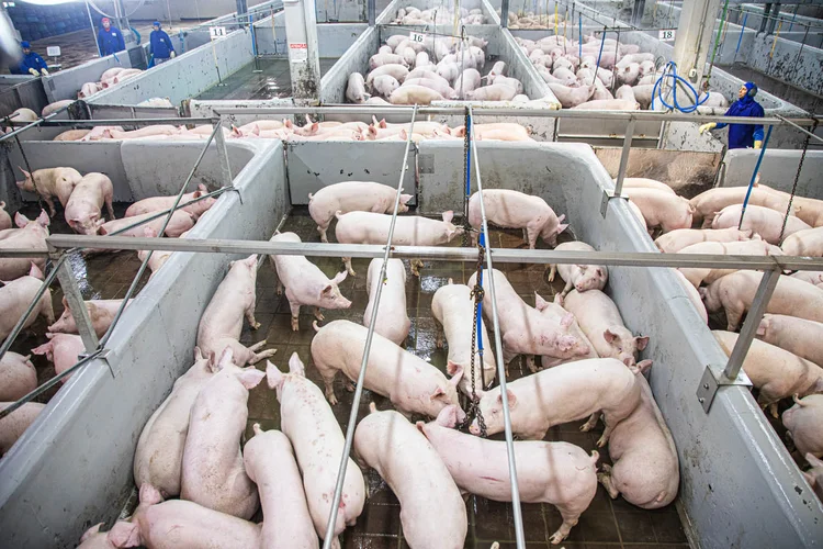 China reconhece todo o território brasileiro como livre de febre aftosa e suspende restrições
