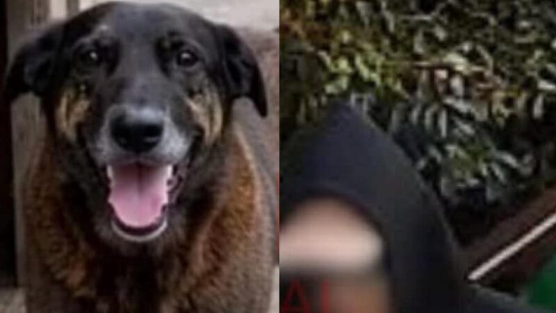 Chocante! Jornalista revela quem foi responsável pela morte do cão Orelha