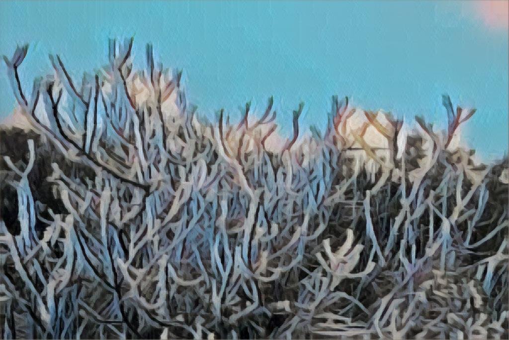 Cidade em Santa Catarina registra menor temperatura do ano no Brasil
