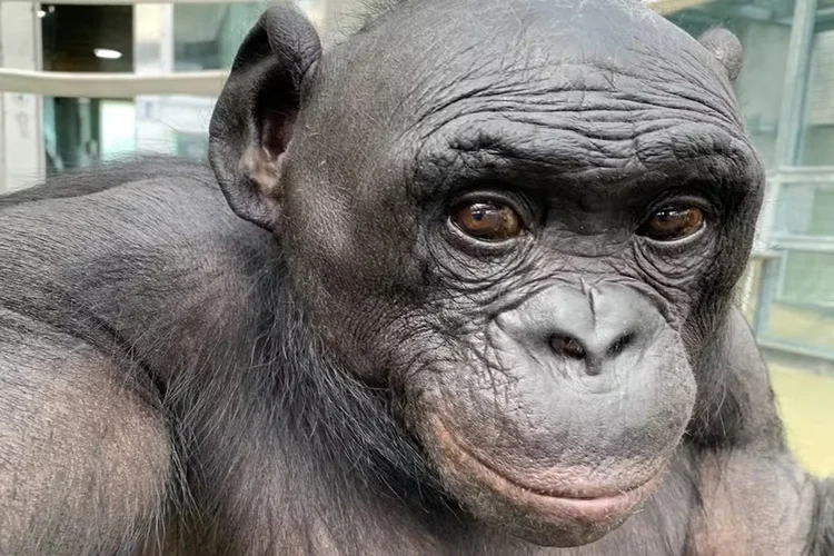 Cientista brasileira testa 'faz de conta' e macaco acerta resultado