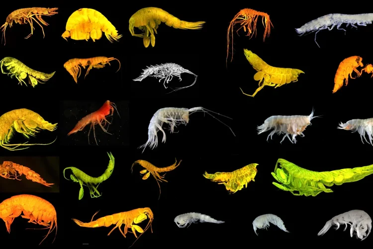 Cientistas descobrem 24 novas espécies de animais no fundo do Pacífico