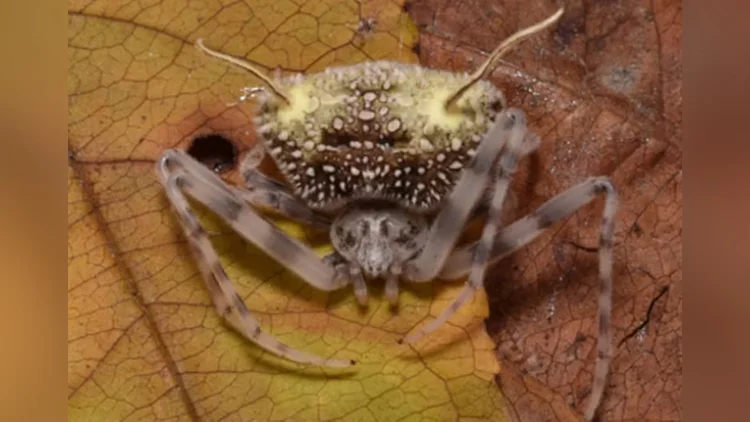 Cientistas descobrem aranha que se passa por fungo para enganar predadores