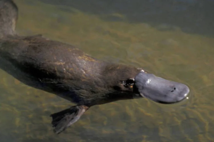 Cientistas descobrem característica inédita em ornitorrinco ligada à melanina