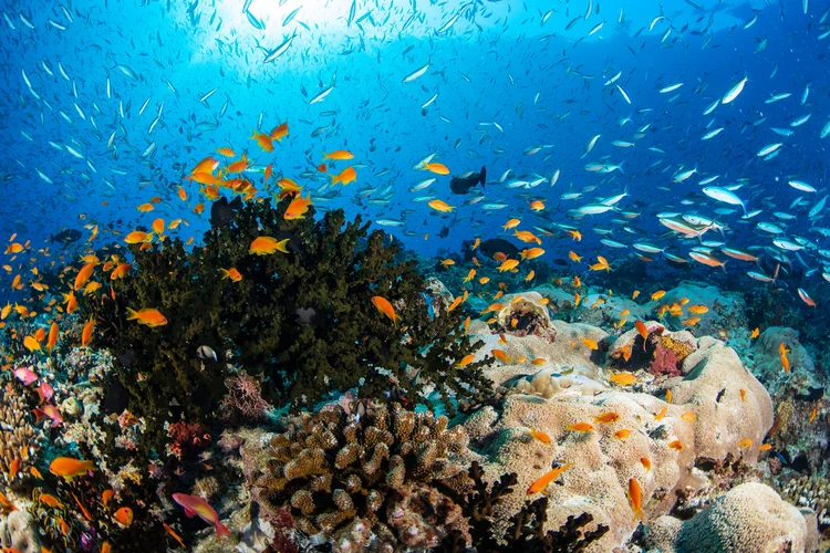Cientistas descobrem 'mina molecular' escondida em corais