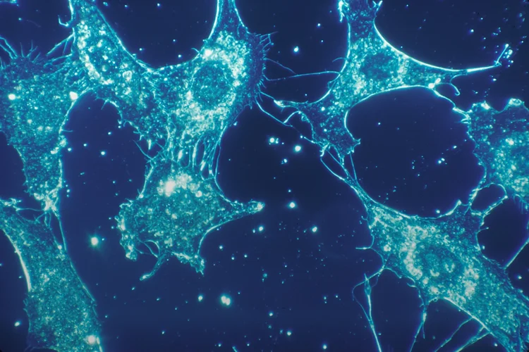 Cientistas descobrem o 'lado bom' das células 'zumbis' do envelhecimento