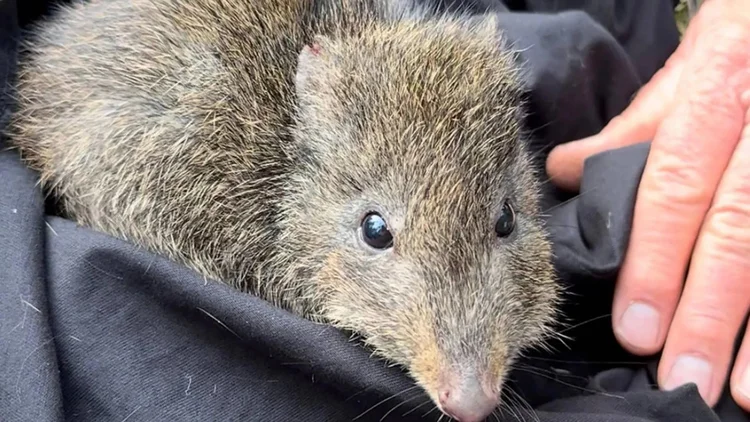 Cientistas usam DNA nas fezes desse animal para salvá-lo da extinção