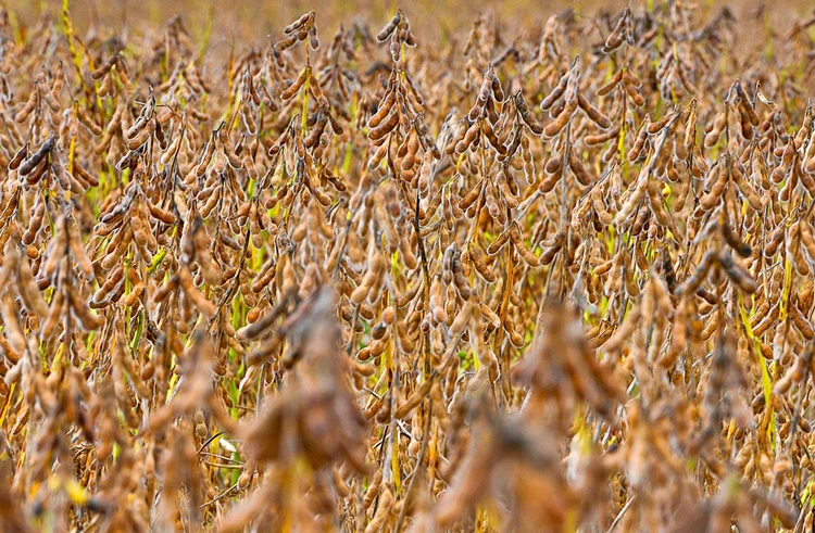 Clima pesa e colheita da soja no Brasil é a mais lenta desde 2020/21