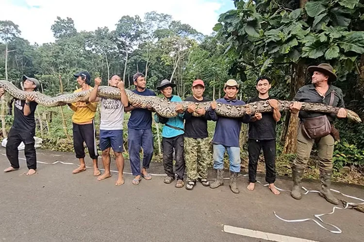 Cobra gigante de mais de 7 metros entra para o Guinness; veja imagens