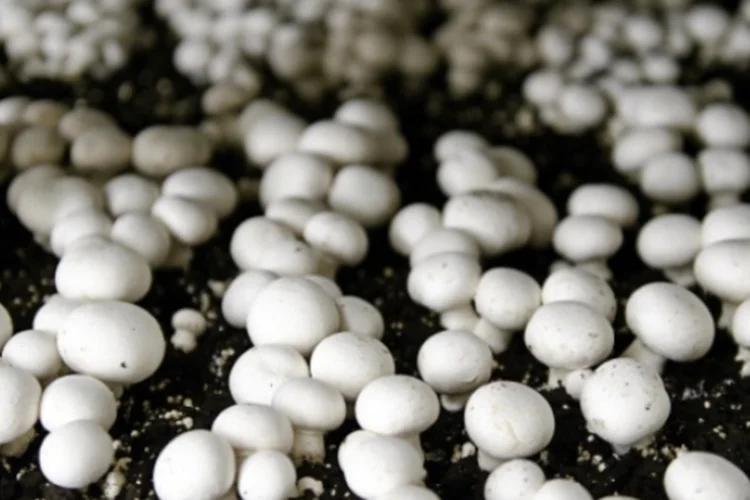 'Cogumelos mágicos' mostram potencial contra vício em cocaína, diz estudo