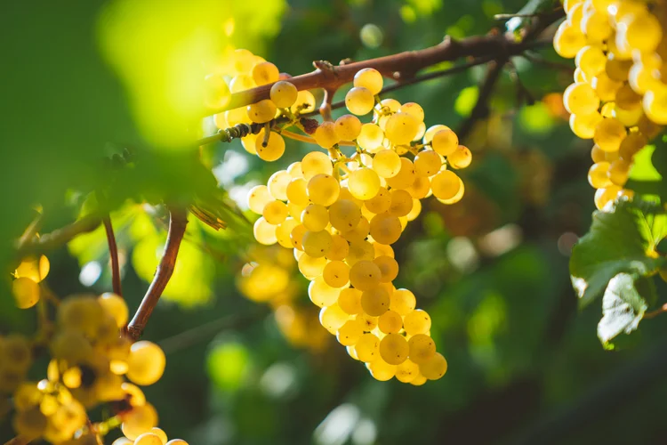Como a Chardonnay, a 'rainha das uvas brancas', dominou a América do Sul