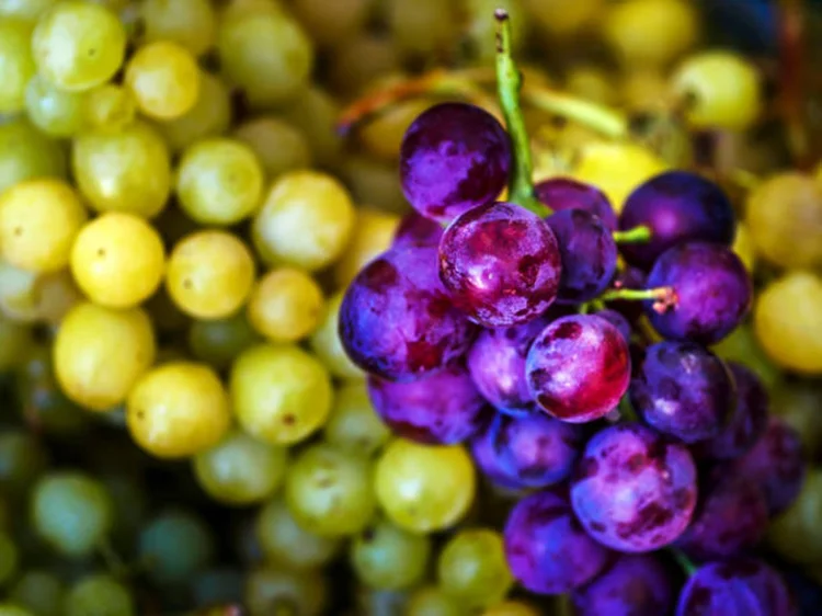 Como as uvas podem 'reprogramar' a proteção natural da pele