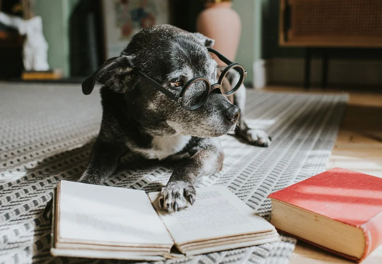 Como avaliar a inteligência de seu pet? Teste viral de QI em cães erra diagnóstico