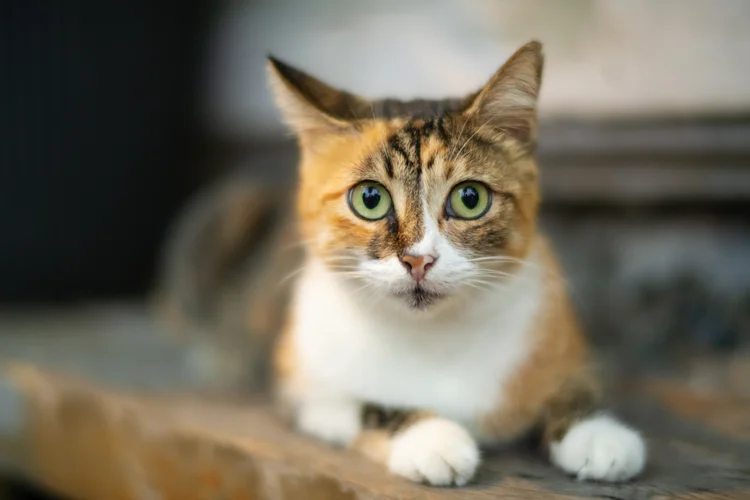 Como gatos domésticos podem ajudar a combater o câncer em humanos