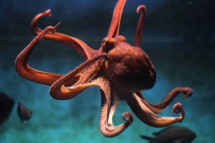 Como os polvos conseguem abrir potes e resolver problemas complexos